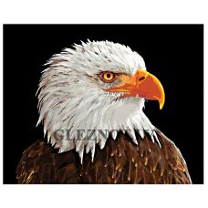 Gleznas pēc numuriem A420