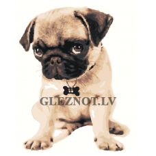 Gleznas pēc numuriem A5II-GX38736