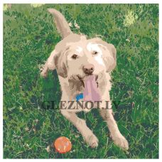 Gleznas pēc numuriem AMZN9915528