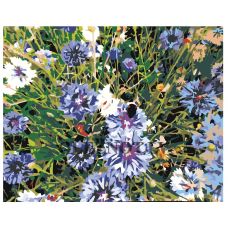 Gleznas pēc numuriem "Savvaļas ziedi" Z4120